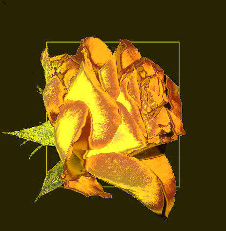 goldene Rose, Xenia - Liebeszauber,